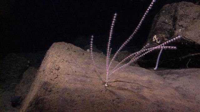 Pinkish white gorgonian octocoral- bamboo coral Keratoisis sp.? Picture