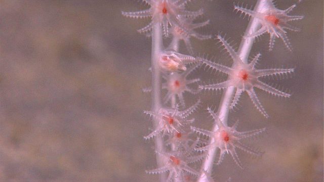 Closeup of orgonian octocoral- bamboo coral Keratoisis sp.? polyps Picture