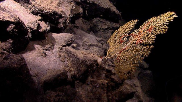 Yellow gorgonian octocoral with brittle stars intertwined. Picture
