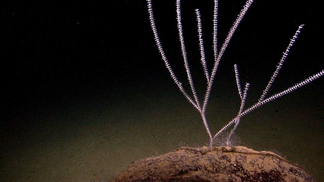 Bamboo coral. Picture