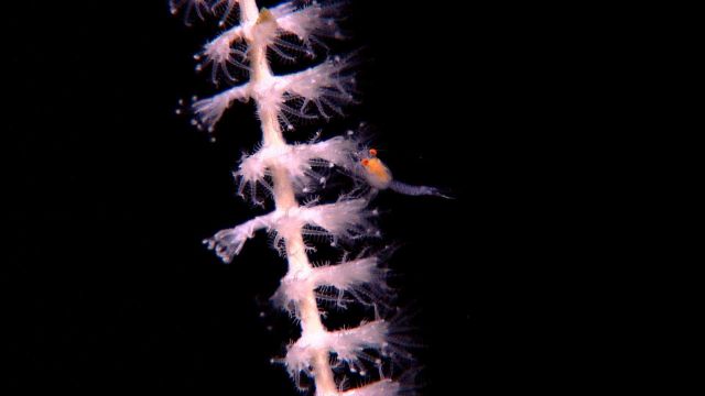 Octocoral polyps with a small shrimp Picture