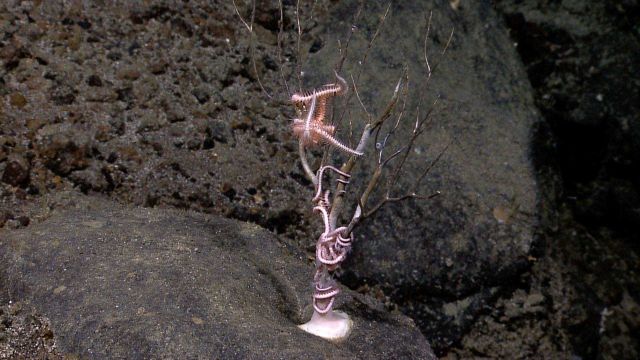 Dead coral bush with two large brittle stars. Picture