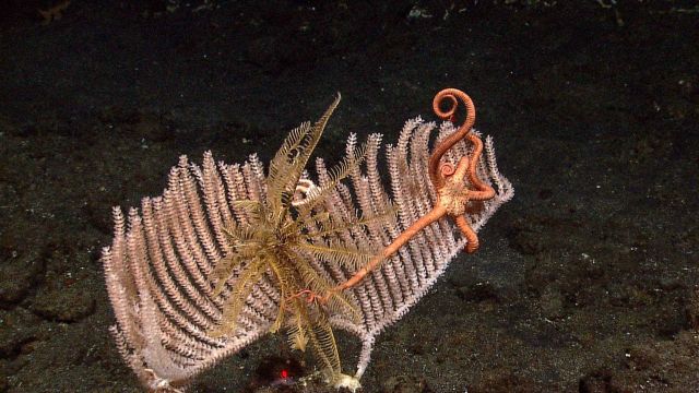 Gorgonian primnoid coral - Plumarella sp Picture