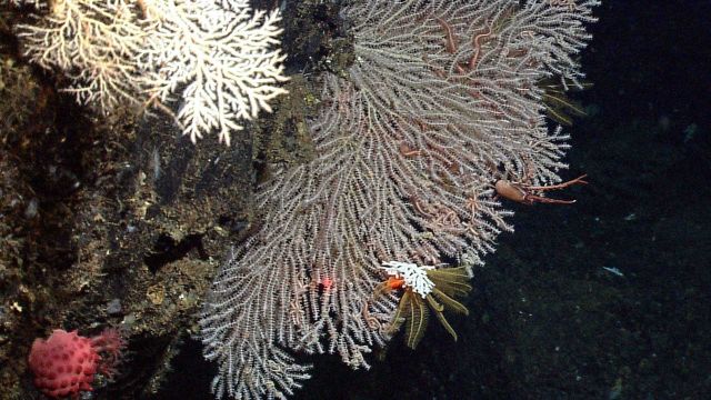 Large white gorgonian primnoidae coral, yellow crinoid, red Anthomastus sp Picture