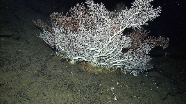Scleractinian hard coral imaged by the Little Hercules ROV at 1382 meters depth Picture