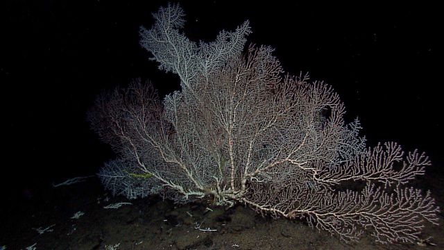A large white scleractinian coral. Picture