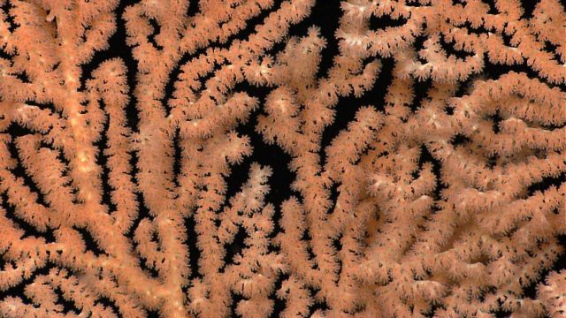 Branching corals. Picture