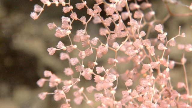 Chrysogorgiidae coral, a gorgonian coral closeup Picture