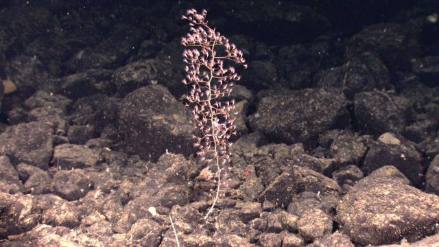 Chrysogorgiidae coral, a gorgonian coral Picture