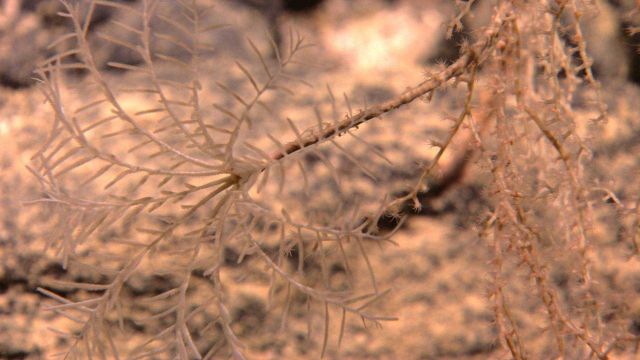 Black coral Picture