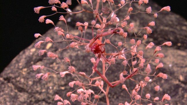 Chrysogorgiidae coral, a gorgonian coral Picture