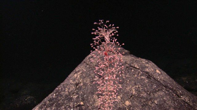 Chrysogorgiidae coral, a gorgonian coral Picture
