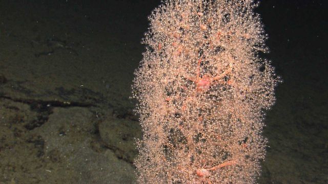 Chrysogorgia sp Picture