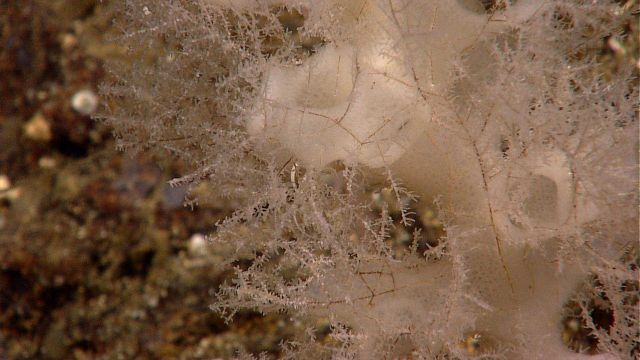 Delicate black coral with white sponges beneath Picture