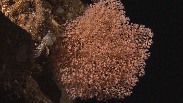 Chrysogorgiidae coral, a gorgonian coral Picture