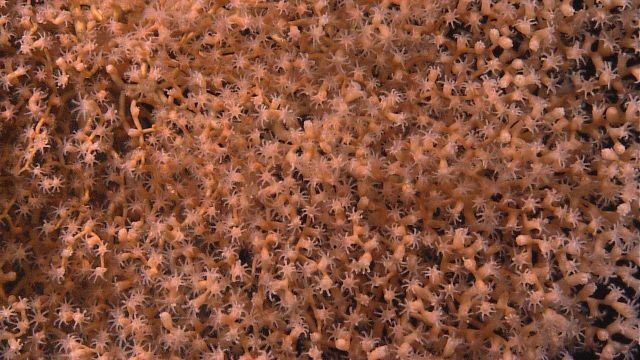 Chrysogorgiidae coral, a gorgonian coral Picture