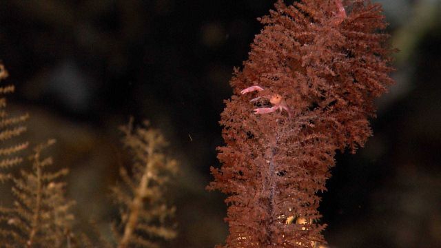 Reddish bottle brush coral with pink squat lobster Picture