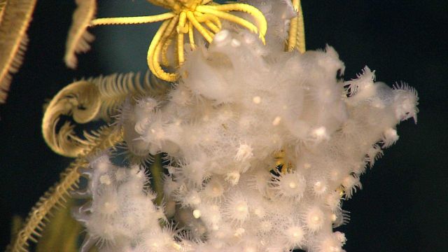 White zoanthids on white sponge with yellow crinoid behind Picture