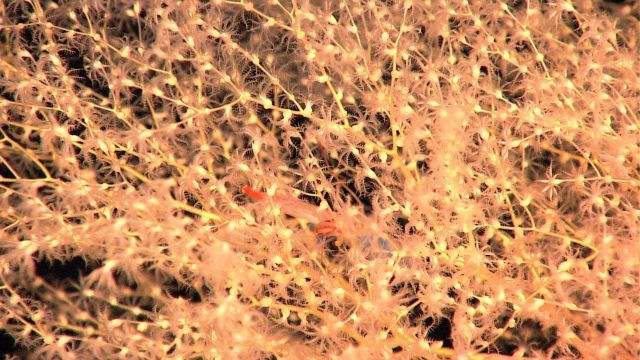 Yellow octocoral with red shrimp Picture
