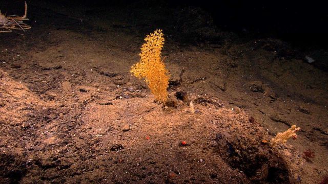 A reddish coral bush that appears to be an antipatharia coral (black coral) with squat lobster and shrimp. Picture