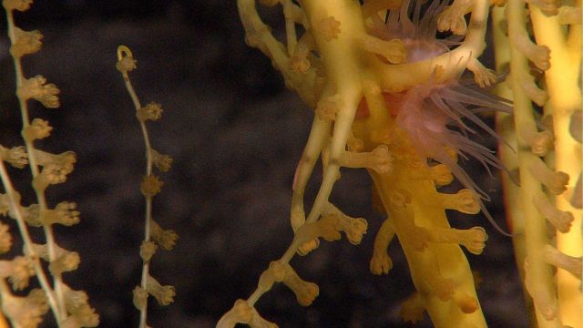 Yellow coral with pinkish sea anemone attached. Picture