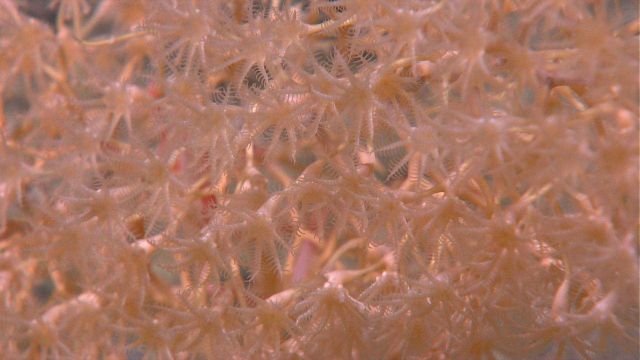 Closeup of Chrysogorgiidae coral, a gorgonian coral Picture