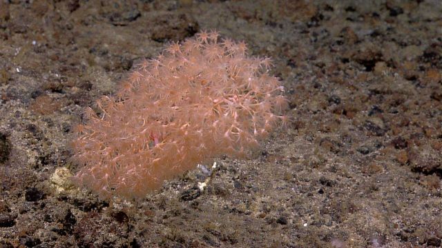Chrysogorgiidae coral, a gorgonian coral Picture