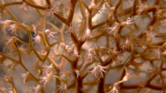 Yellowish red octocoral with polyps extended. Picture