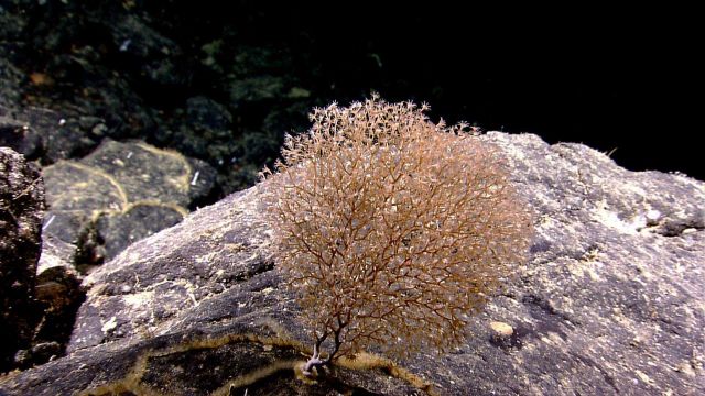 Chrysogorgiidae coral, a gorgonian coral Picture