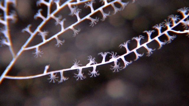 Bamboo octocoral with polyps extended Picture