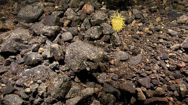 Small yellow octocoral in field of boulders and cobbles. Picture