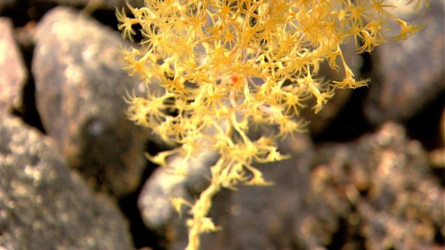 Delicate yellow octocoral with polyps extended. Picture
