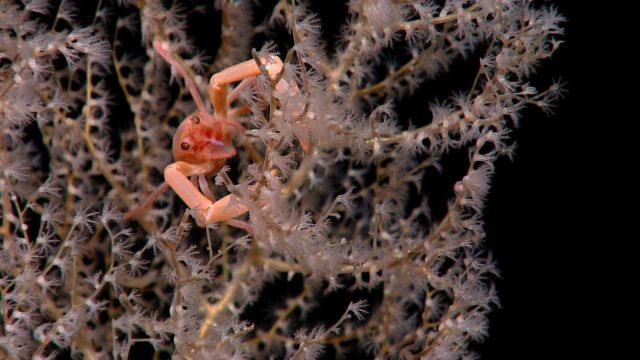 Galatheid crab on chrysogorgiidae coral, a gorgonian coral Picture