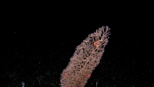 Chrysogorgia sp Picture