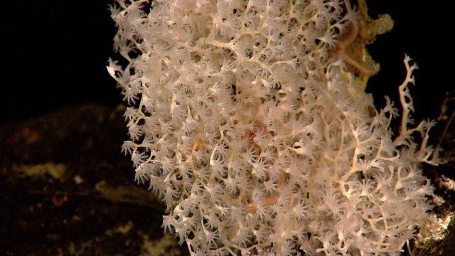 Chrysogorgiidae coral, a gorgonian coral Picture
