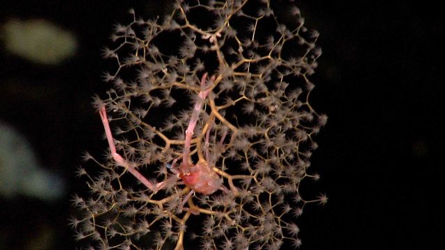 Chrysogorgiidae coral, a gorgonian coral Picture