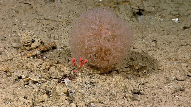 Chrysogorgiidae coral, a gorgonian coral Picture