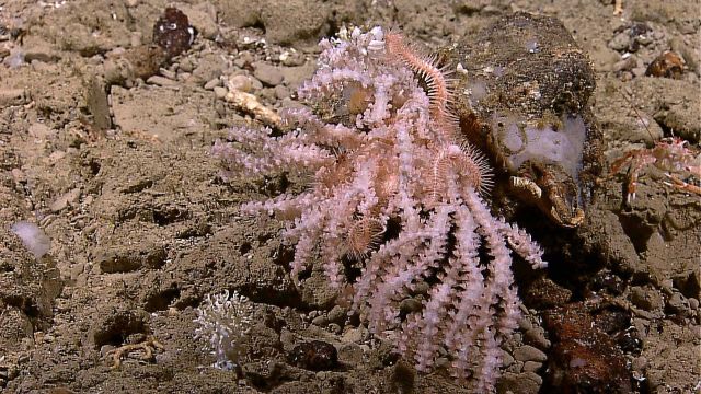 Pinkish zoanthids? covering coral bush with brittle star and squat lobster Picture