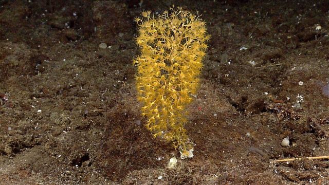 Chrysogorgiidae coral, a gorgonian coral Picture