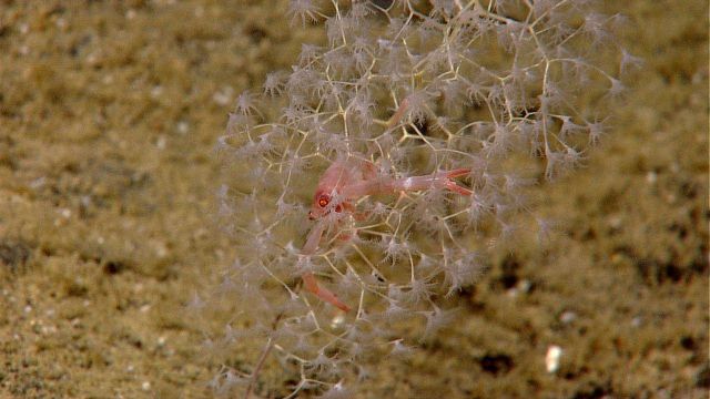 Delicate octocoral with comparatively large squat lobster in branches. Picture