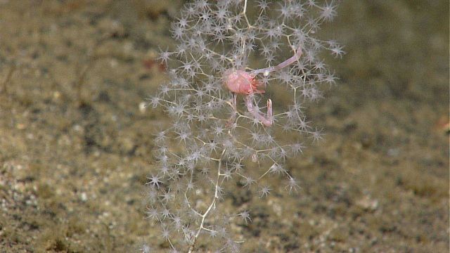 Chrysogorgiidae coral, a gorgonian coral Picture