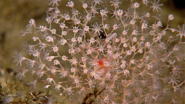 Delicate octocoral with squat lobster in branches Picture