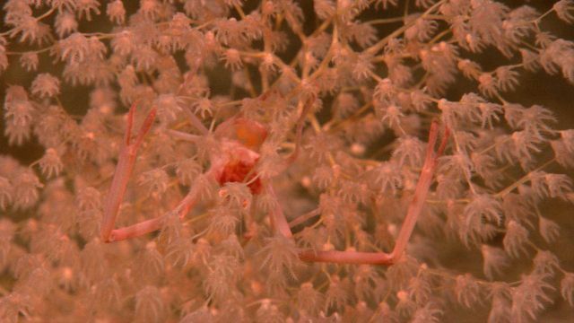 Chrysogorgiidae coral, a gorgonian coral Picture