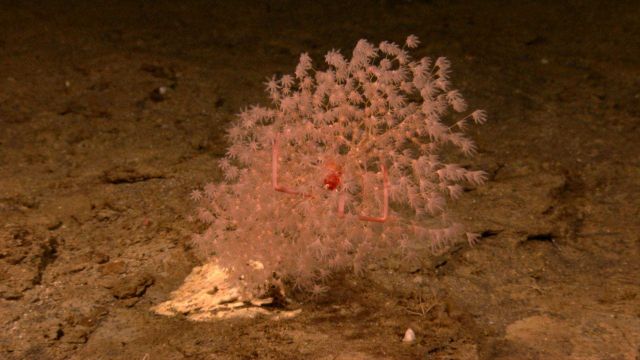 Chrysogorgiidae coral, a gorgonian coral Picture