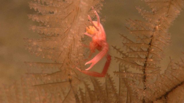 An antipatharia coral (black coral) with relatively large squat lobster. Picture