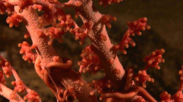 Red paragorgia coral with brittle star intertwined. Picture