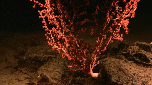Red paragorgia coral with brittle stars Picture