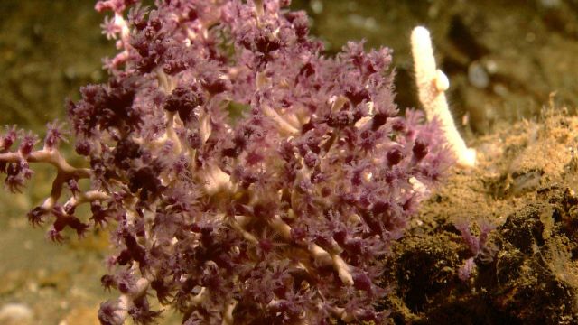 A white octocoral with purple polyps Picture