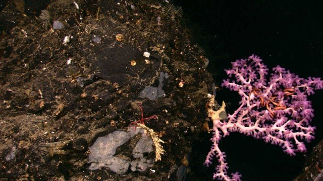 A white octocoral with purple polyps; a large red brittle star; gray material that is possibly a sponge; and many small white corals. Picture