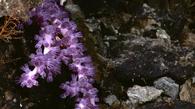A white octocoral with purple polyps Picture